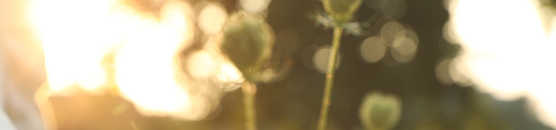 Sonder Behavioral Health and Wellness